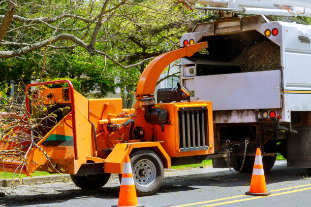 Best Fruit Tree Pruning  in Innsbrook, VA